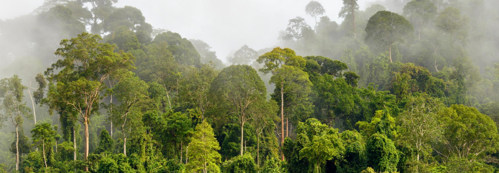 The Forests For Life Partnership Climate And Forests